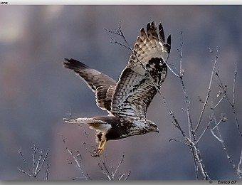 Animali 036